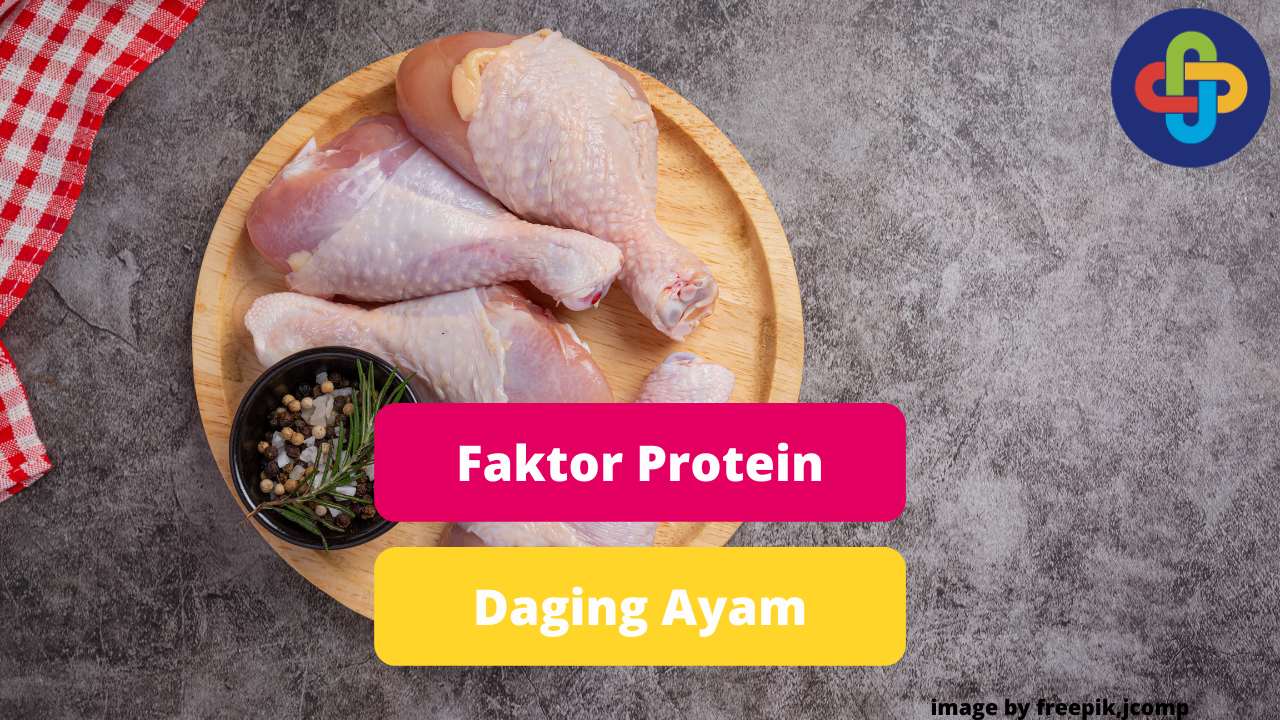 Hal Yang Mempengaruhi Protein Daging Ayam
